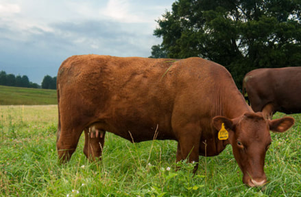 Red Devon Cattle - X88